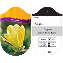 Magnolia żółta FPGLN0329
