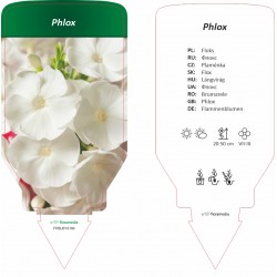 Phlox biały FPBLBY0190