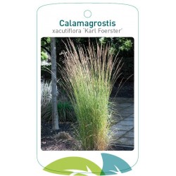 Calamagrostis acutiflora...