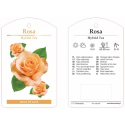 Rosa HT herbaciana FPLUXE003