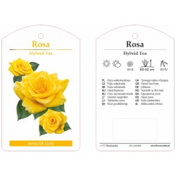Rosa HT żółta FPLUXE004