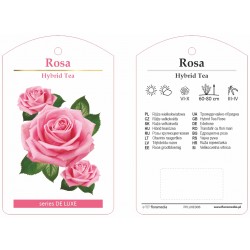 Rosa HT różowa jasna FPLUXE006