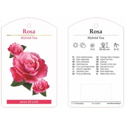 Rosa HT różowa ciemna...