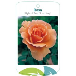 Rosa [Hybrid Tea] 'Just...