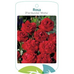 Rosa [Floribunda] 'Nina...