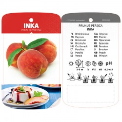 Prunus persica 'Inka'...