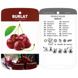 Prunus avium 'Burlat'...