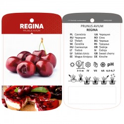 Prunus avium 'Regina'...