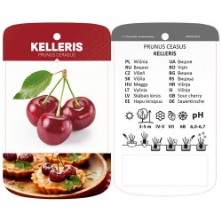 Prunus cerasus 'Kelleris'...