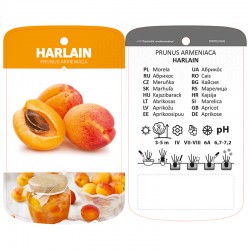 Prunus armeniaca 'Harlain'...